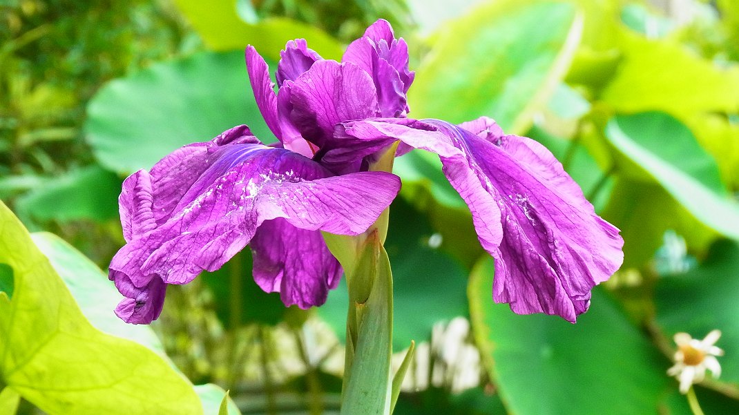 花菖蒲と花蓮ミセススローカム_a0152692_1824023.jpg