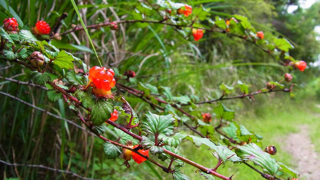 a0152692_8345369.jpg