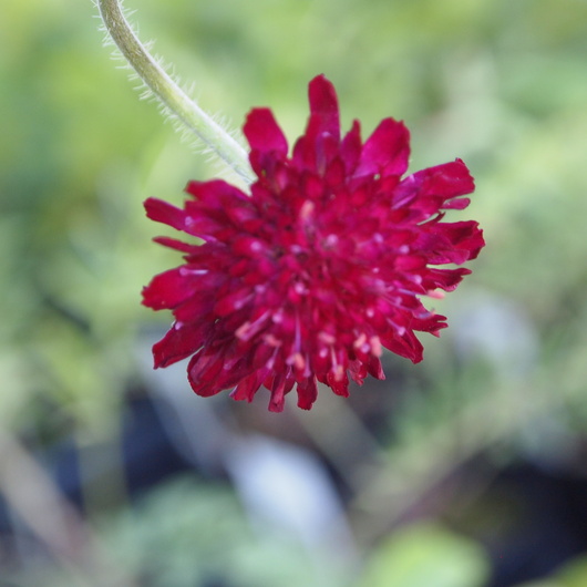 ポットの宿根草のお花も咲きだしました_a0292194_23171664.jpg