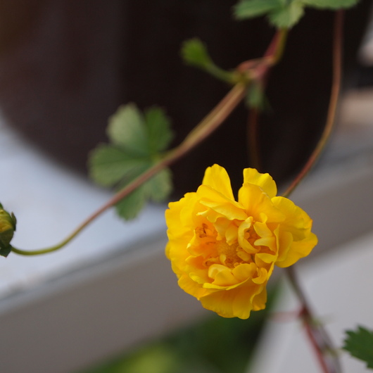 ポットの宿根草のお花も咲きだしました_a0292194_2393888.jpg