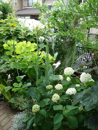 ルドベキア マキシマってヤッパ デカイっすねぇ Weekend Garden