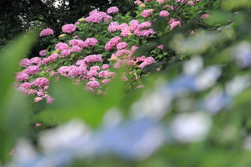 紫陽花 秋葉公園 富士山大好き 写真は最高