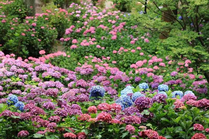紫陽花 秋葉公園 富士山大好き 写真は最高