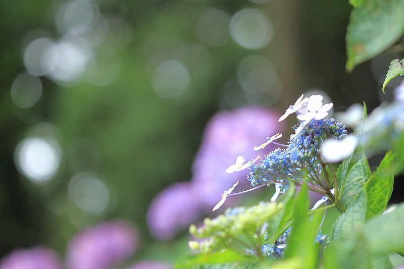 紫陽花 秋葉公園 富士山大好き 写真は最高