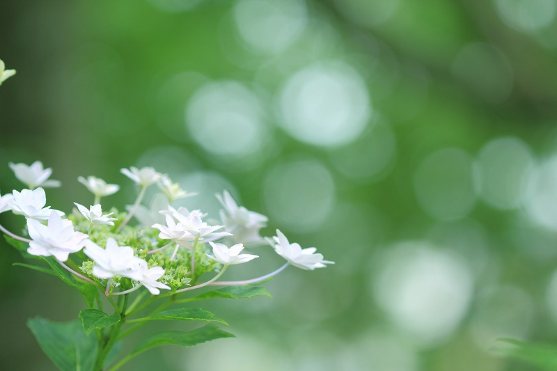 紫陽花（秋葉公園）_a0188405_2227211.jpg