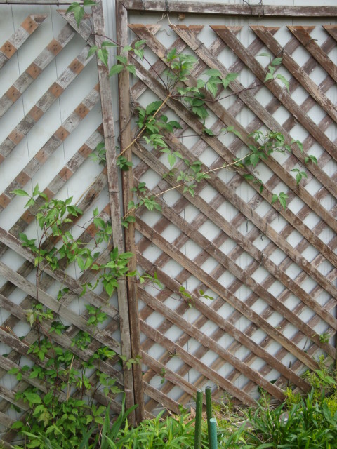 e0175905_12511270.jpg