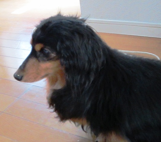 e0204508_11332832.jpg