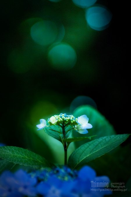 Trimming #355 [Hydrangea 2013 #2]_d0107811_21294784.jpg