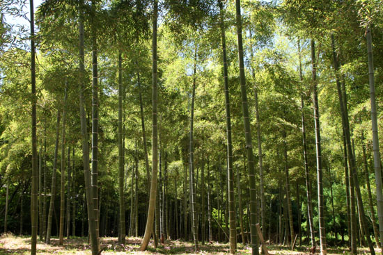 夏の嵯峨野1　直指庵_e0048413_20205657.jpg