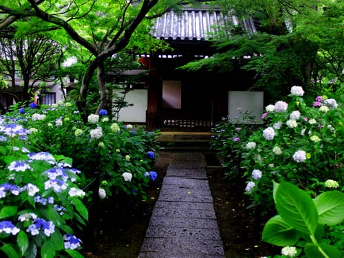 六月の花　（６月１３日　四季花の寺　本土寺にて）_a0023315_211674.jpg