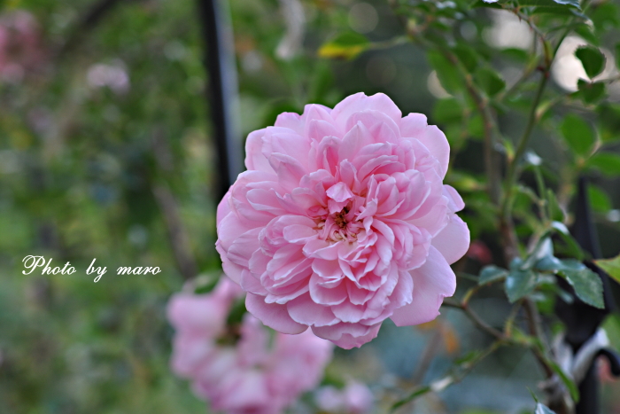 薔薇 フランソワー･ジュランビル と ブラックベリーのお花♪♪　_e0160417_1281926.jpg