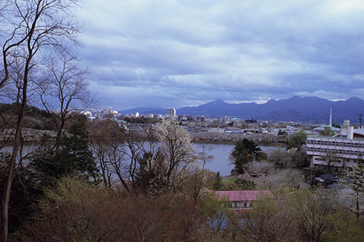 高松の池・桜2013_b0259218_0562674.jpg