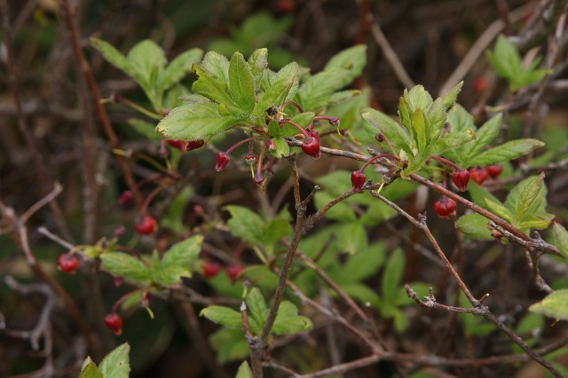 e0117318_21533097.jpg