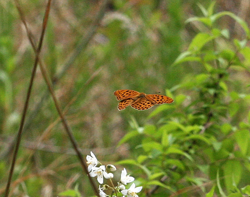 クモガタヒョウモン Nephargynnis anadyomene ella_f0161823_5543999.jpg