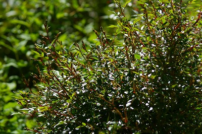 f0170524_7401051.jpg