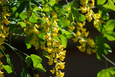 f0170524_740341.jpg