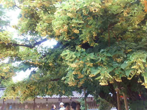 菩提樹の花の香り 心はいつも青春