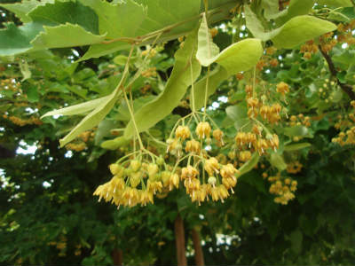 菩提樹の花の香り_b0008825_1326516.jpg