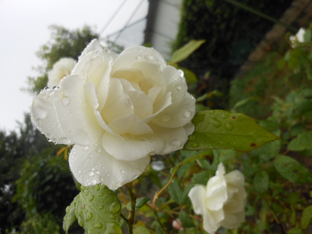 ほどよい雨に・・・_c0155326_18301225.jpg