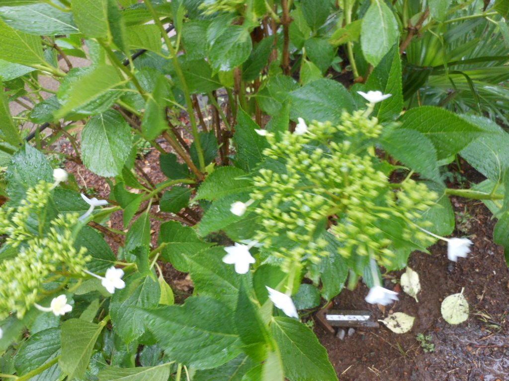 ほどよい雨に・・・_c0155326_1833446.jpg