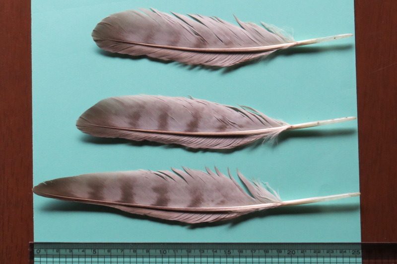 オオタカの初列風切羽 : 花鳥風月に遊ぶ
