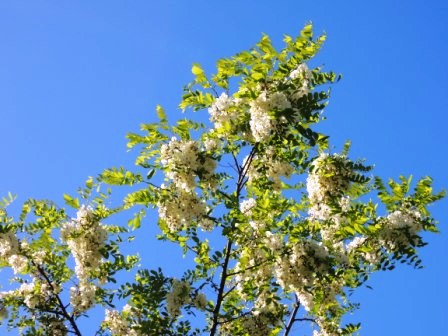 あの白い花は何かしら?_b0206037_9155679.jpg