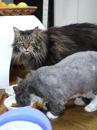 猫のお友だち モアちゃんココくん編。_a0143140_23185471.jpg
