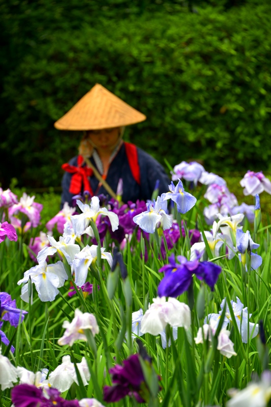 花摘み娘_e0095142_1750546.jpg