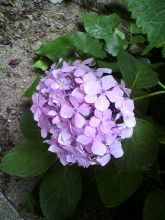 紫陽花_d0004447_18417100.jpg