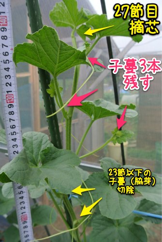 着果確認_c0063348_21305688.jpg