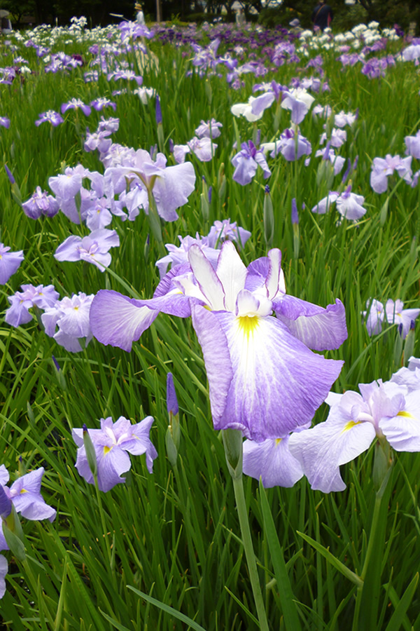 水無月の「花菖蒲」_f0190950_97388.jpg