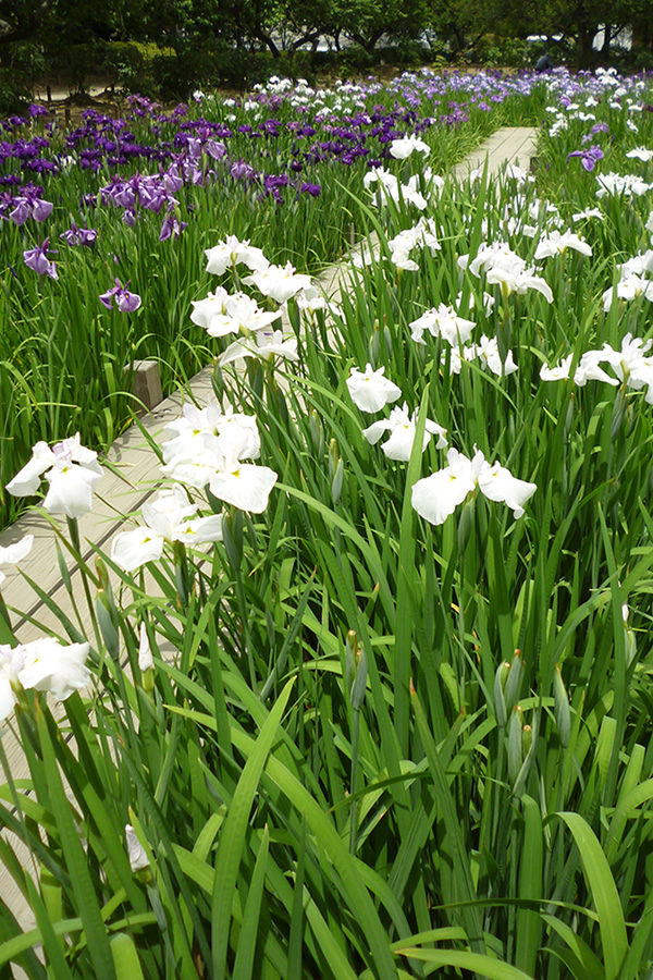 水無月の「花菖蒲」_f0190950_985398.jpg