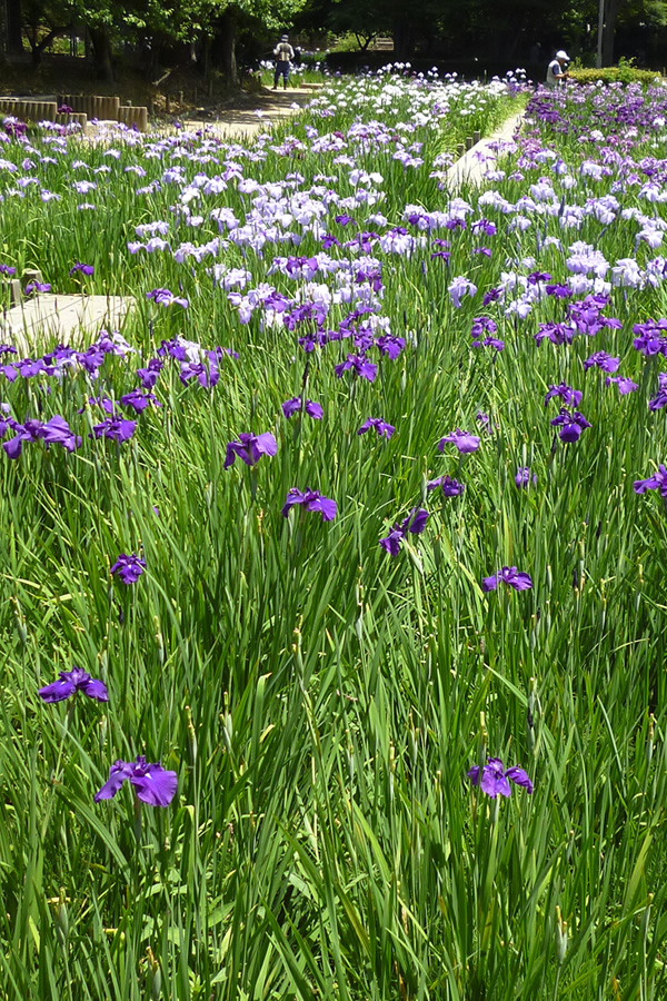 水無月の「花菖蒲」_f0190950_993056.jpg