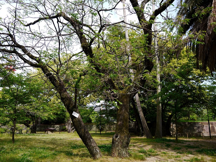 　　和歌山城公園にて_b0093754_2241257.jpg