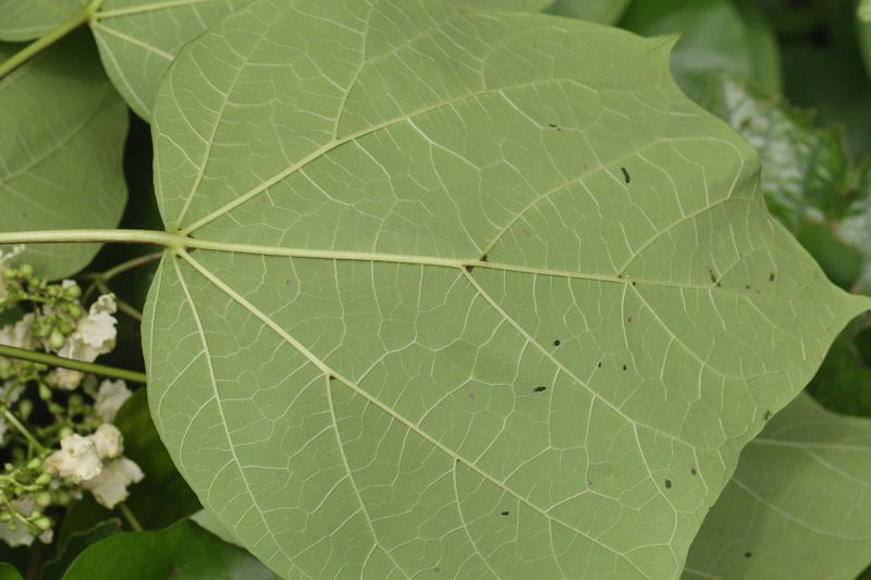 キササゲ（花） Catalpa ovata_f0165160_16551589.jpg