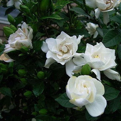 e0042261_10345167.jpg