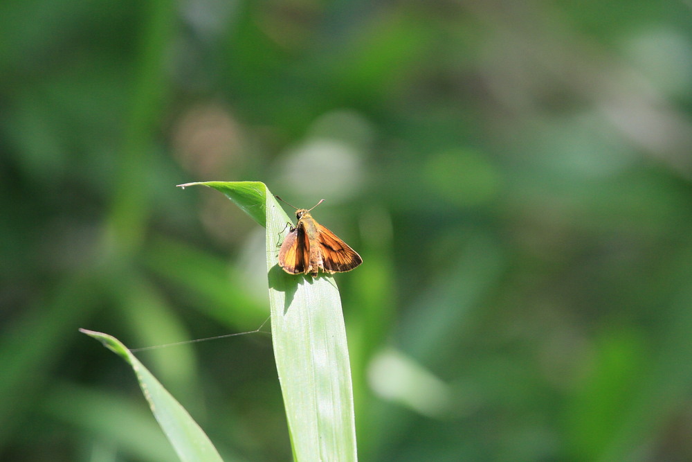 ウラナミジャノメ　　初化でも余り大きくない。　　2013.6.8兵庫県_a0146869_435245.jpg