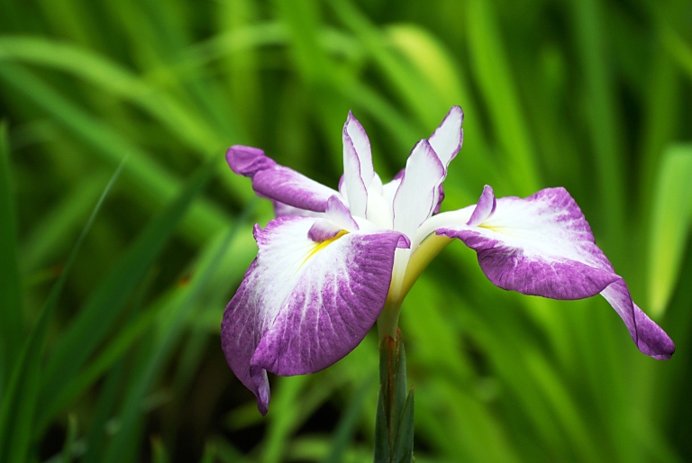 水月公園まで花菖蒲ポタ　20130610_a0050572_167147.jpg