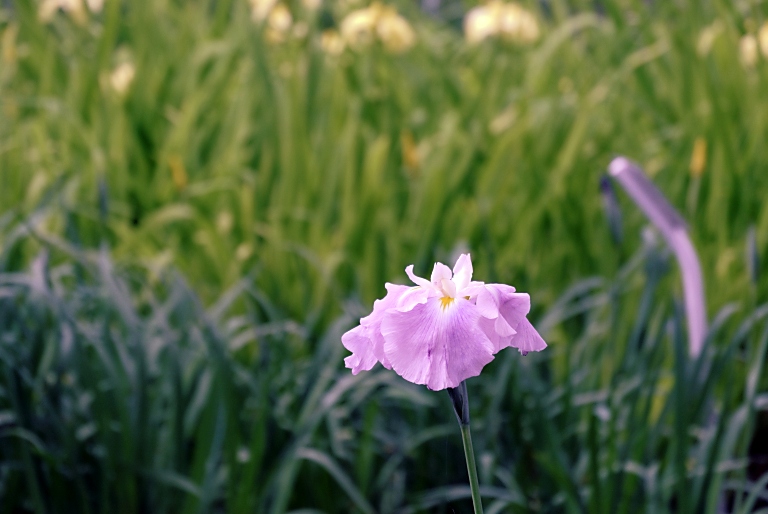 水月公園まで花菖蒲ポタ　20130610_a0050572_1672512.jpg