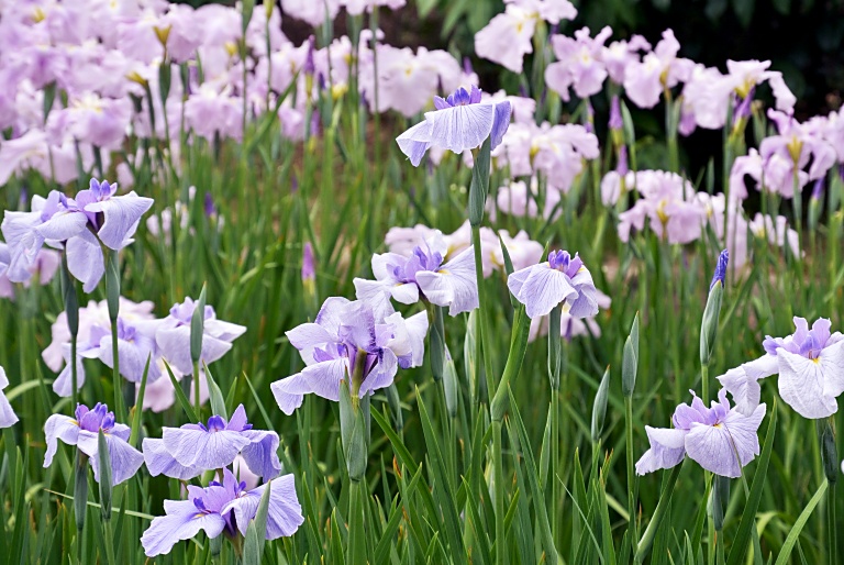 水月公園まで花菖蒲ポタ　20130610_a0050572_168137.jpg