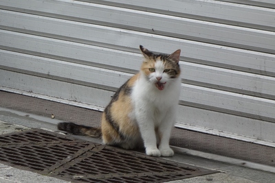 たまちゃんちの朝食会_c0193077_1231522.jpg