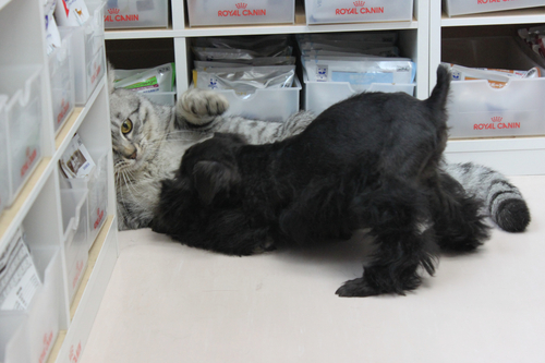 ぼるとは子犬が大好きだにゃん。_c0245679_1722963.jpg