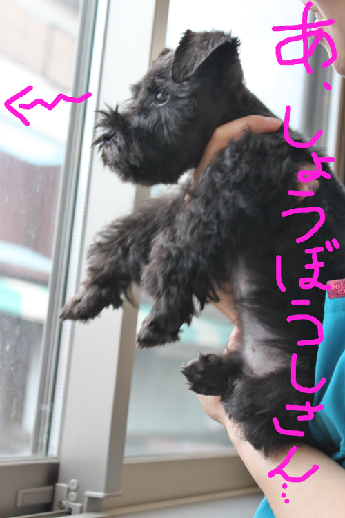 ぼるとは子犬が大好きだにゃん。_c0245679_174485.jpg