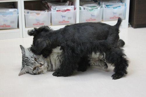 ぼるとは子犬が大好きだにゃん。_c0245679_176216.jpg
