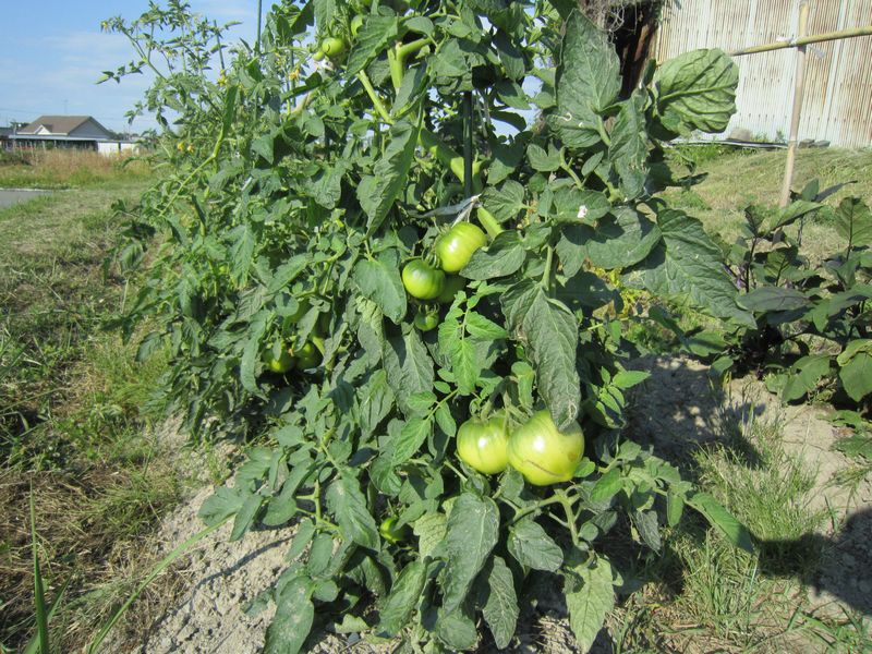 野菜か？雑草か？_f0053885_2020787.jpg