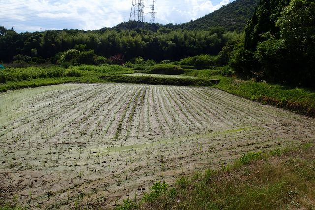 ため池（西の池）巡回_b0108186_2319924.jpg