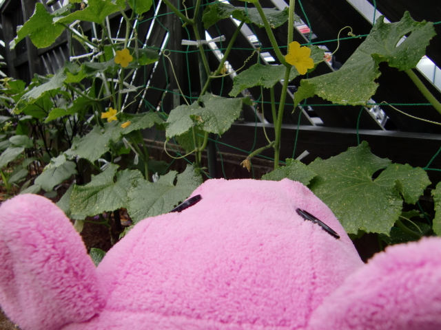 野菜って魅力的❤_b0263390_10464398.jpg