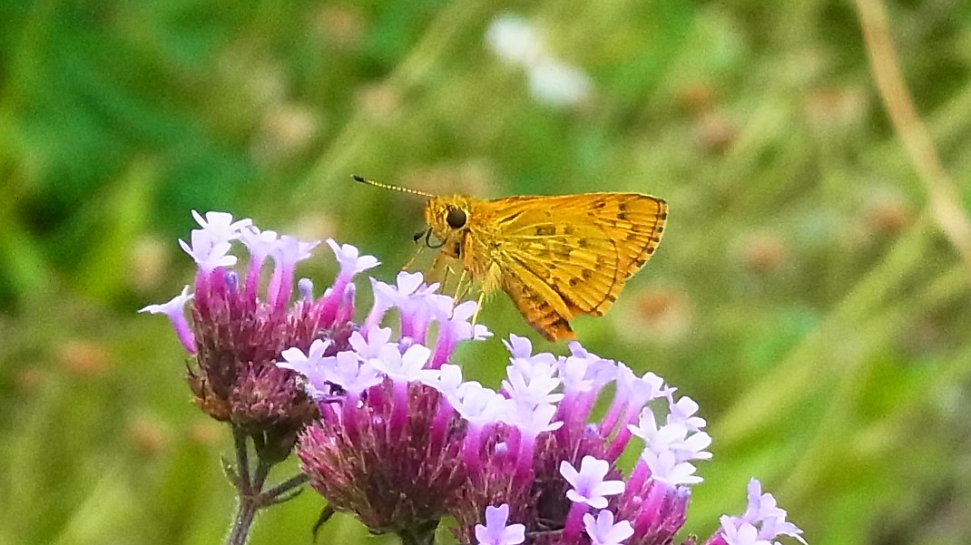 a0152692_17245118.jpg