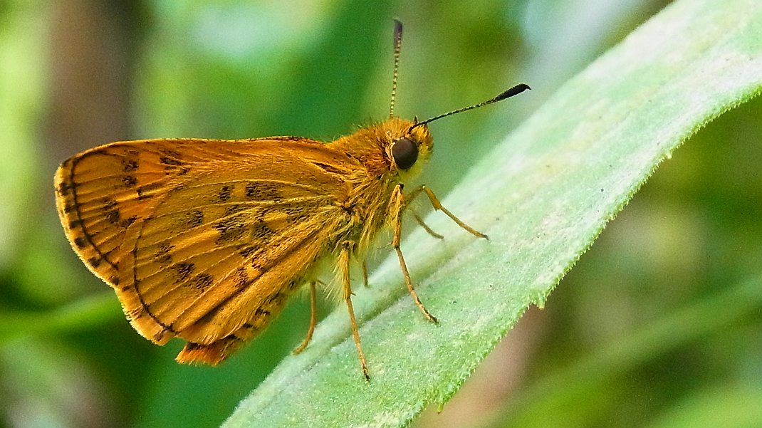 a0152692_17251976.jpg