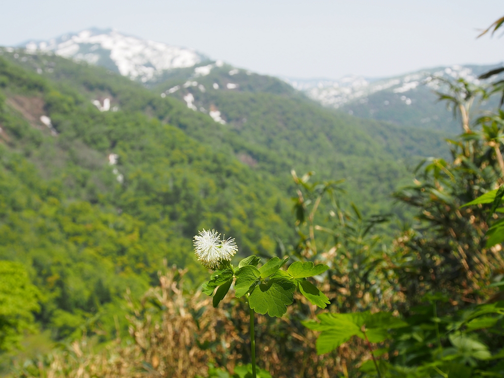  6月10日、黄金山の花_f0138096_1120061.jpg